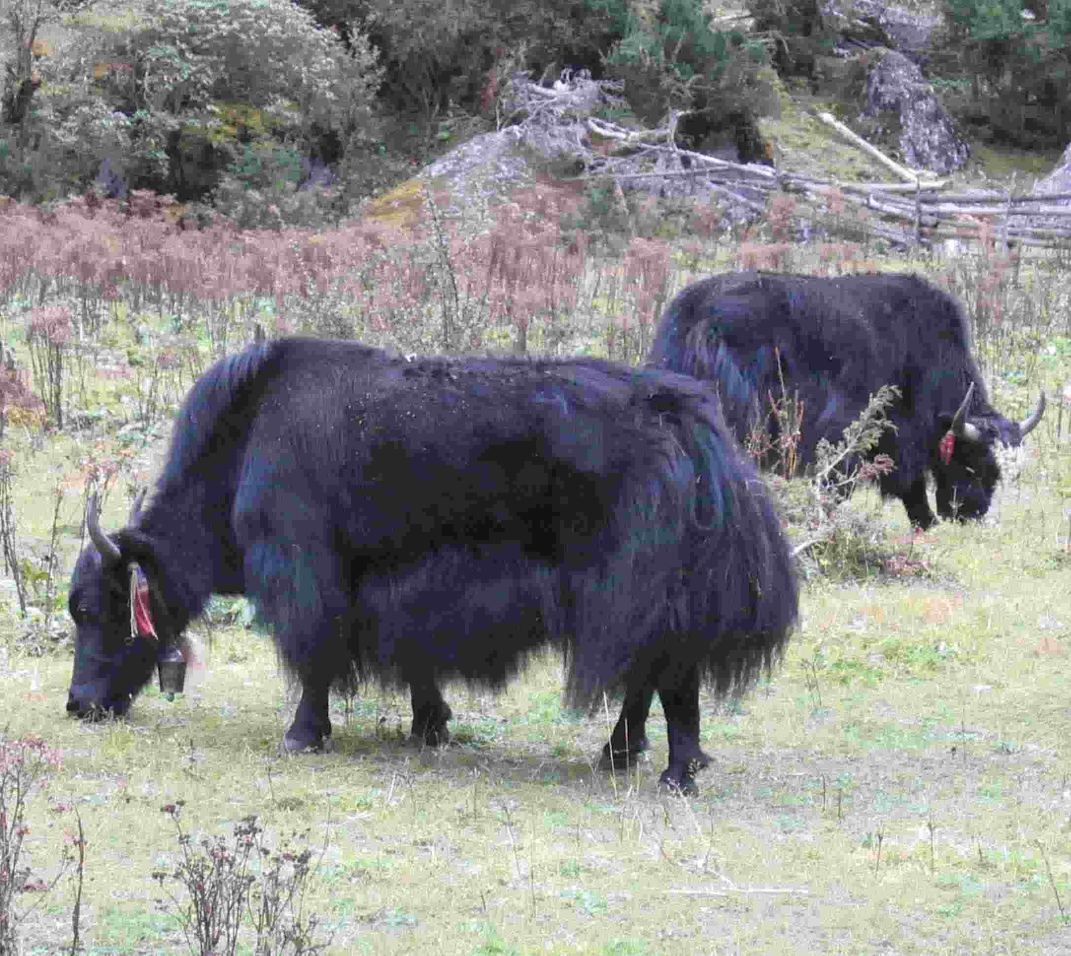 Yaks
