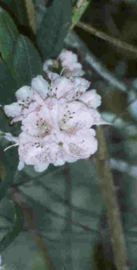 Pink rhododrendron