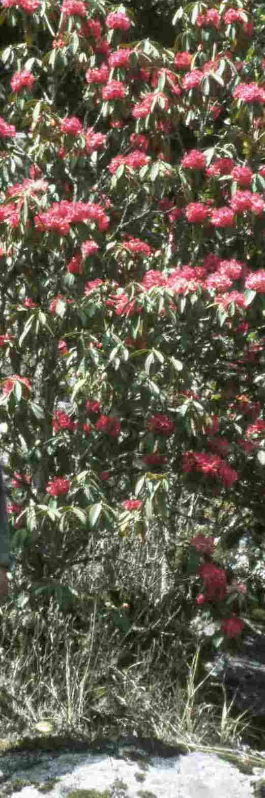 Red rhododendron