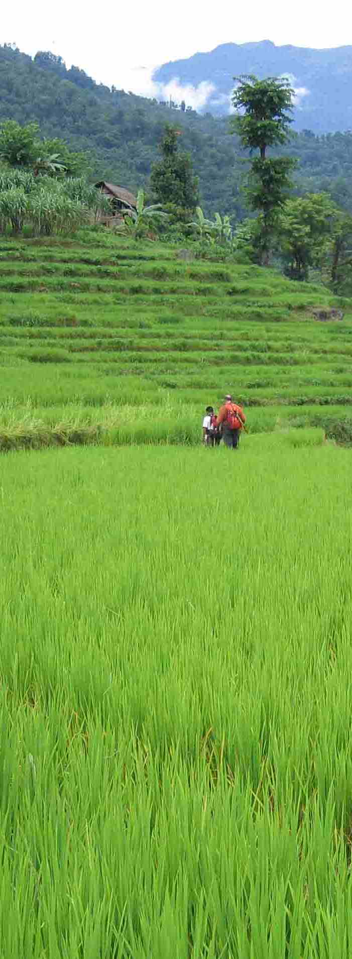 Rice paddy